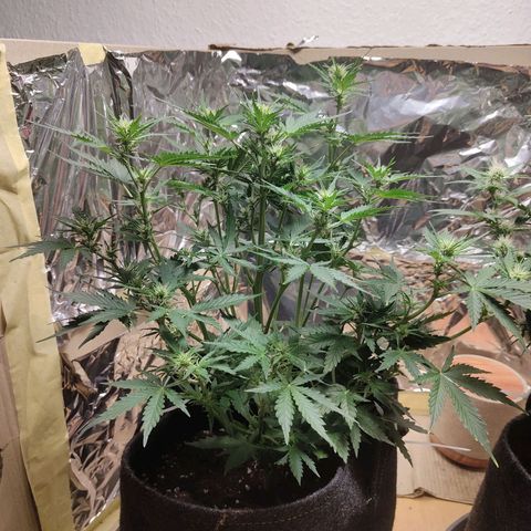 Royal Amnesia haze auto growlog timeline photo