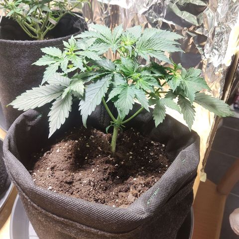 Purple Queen Automatic growlog timeline photo