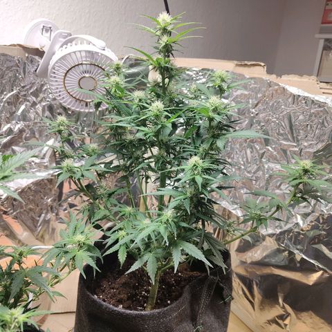 Royal Amnesia Haze Auto growlog timeline photo