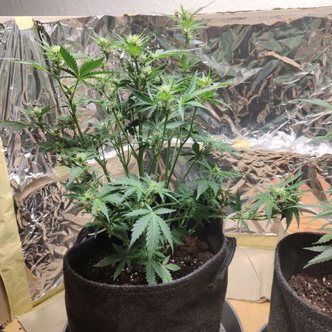 Royal Amnesia haze auto growlog timeline photo