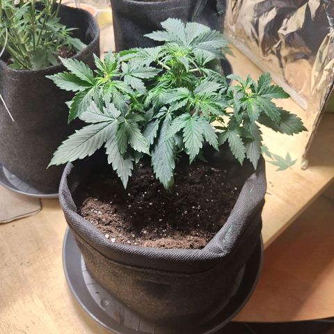Purple Queen Automatic growlog timeline photo