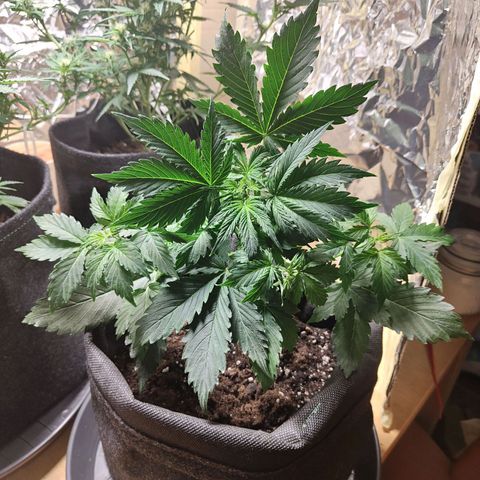 Purple Queen Automatic growlog timeline photo