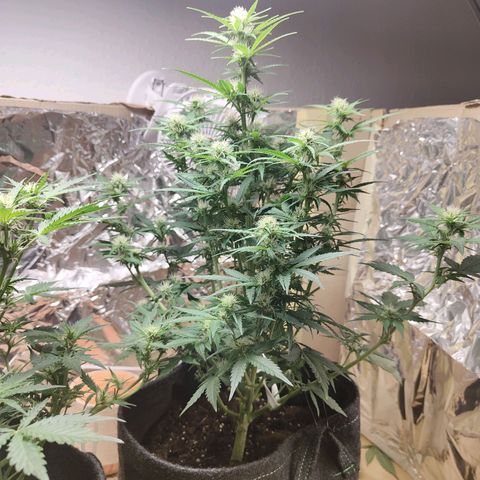 Royal Amnesia Haze Auto growlog timeline photo