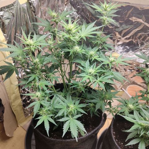 Royal Amnesia haze auto growlog timeline photo