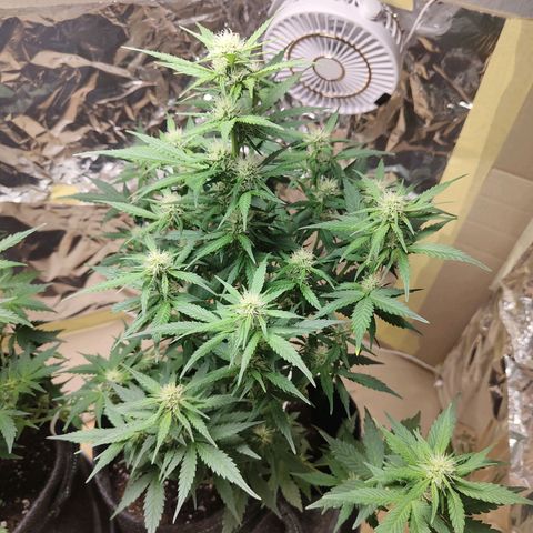 Royal Amnesia Haze Auto growlog timeline photo