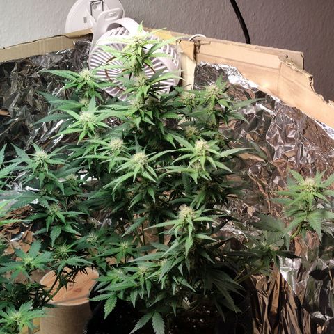 Royal Amnesia Haze Auto growlog timeline photo