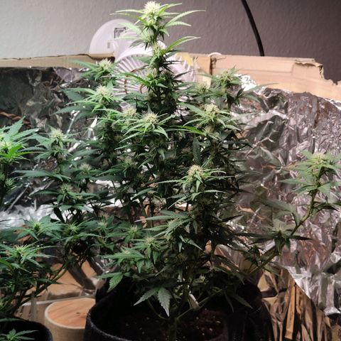 Royal Amnesia Haze Auto growlog timeline photo