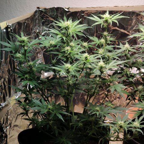 Royal Amnesia haze auto growlog timeline photo