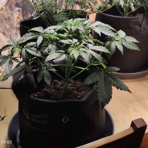 Purple Queen Automatic growlog timeline photo