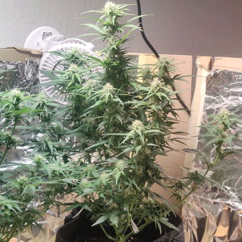 Royal Amnesia Haze Auto growlog timeline photo