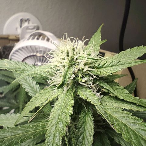 Royal Amnesia Haze Auto growlog timeline photo