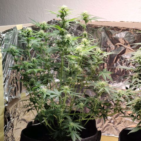 Royal Amnesia haze auto growlog timeline photo
