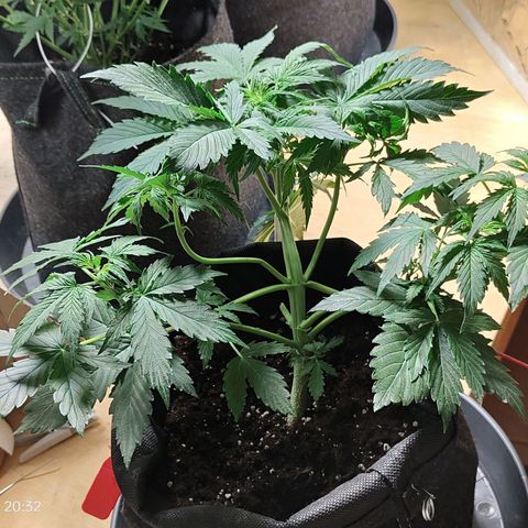 Purple Queen Automatic growlog timeline photo