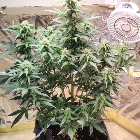Royal Amnesia Haze Auto growlog timeline photo
