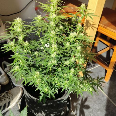 Royal Amnesia haze auto growlog timeline photo