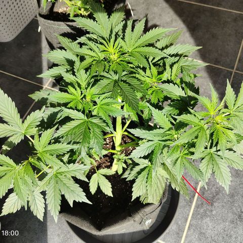 Purple Queen Automatic growlog timeline photo
