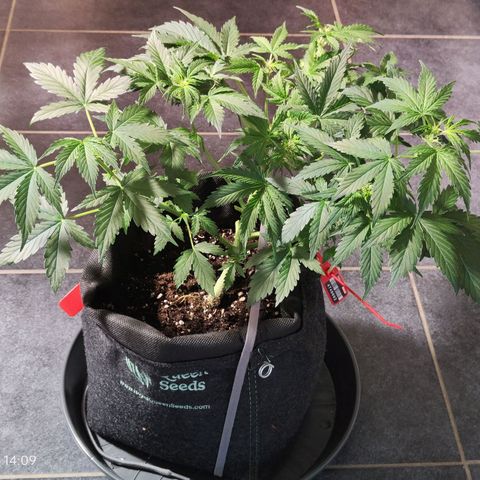 Purple Queen Automatic growlog timeline photo