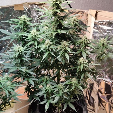 Royal Amnesia Haze Auto growlog timeline photo