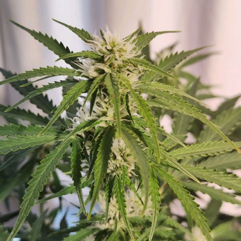 Royal Amnesia haze auto growlog timeline photo