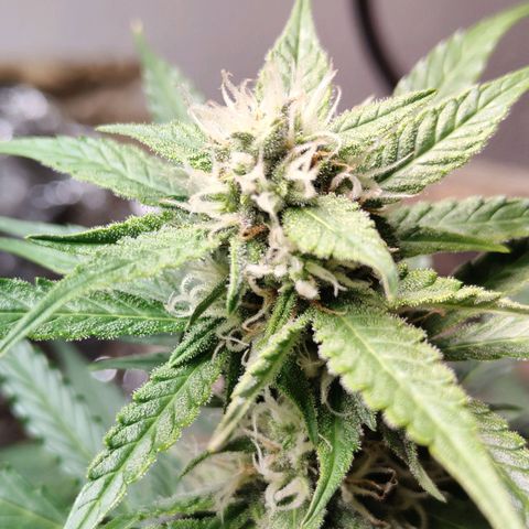 Royal Amnesia Haze Auto growlog timeline photo