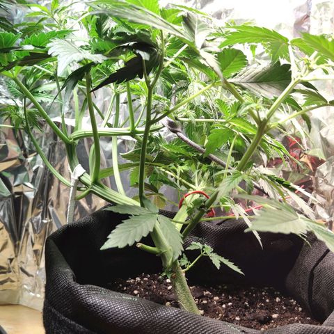 Purple Queen Automatic growlog timeline photo