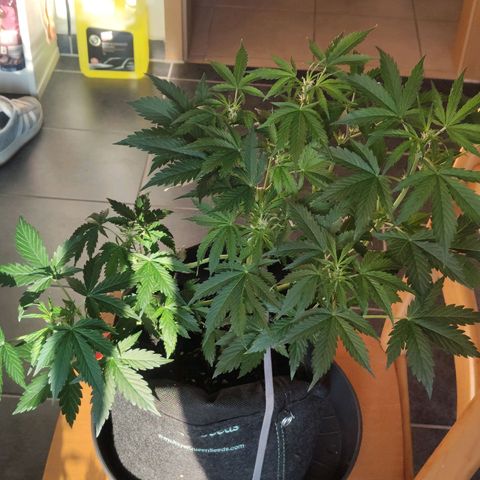 Purple Queen Automatic growlog timeline photo