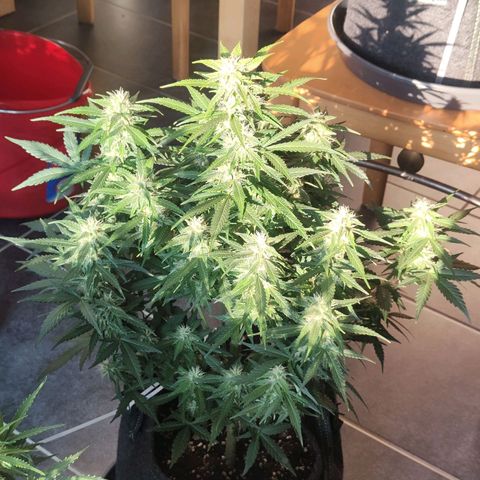 Royal Amnesia Haze Auto growlog timeline photo