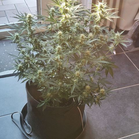 Royal Amnesia haze auto growlog timeline photo