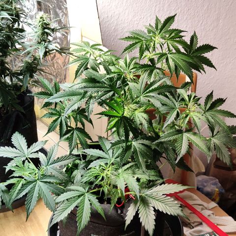 Purple Queen Automatic growlog timeline photo