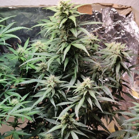 Royal Amnesia Haze Auto growlog timeline photo