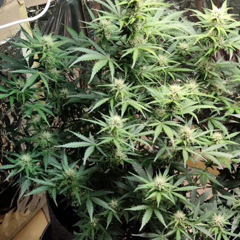 Royal Amnesia haze auto growlog timeline photo