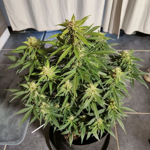 Royal Amnesia Haze Auto growlog timeline photo