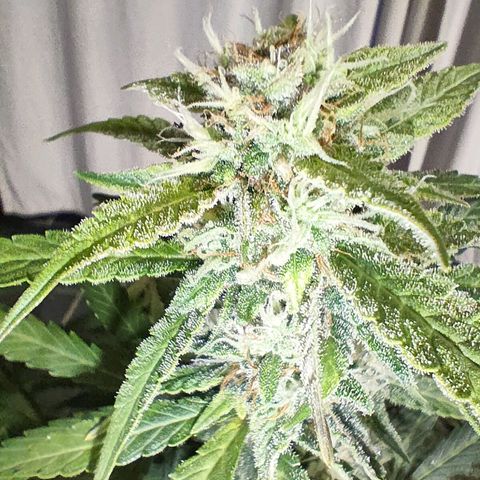 Royal Amnesia Haze Auto growlog timeline photo