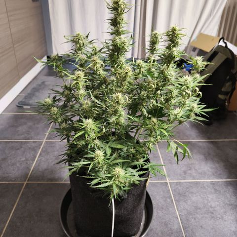 Royal Amnesia haze auto growlog timeline photo