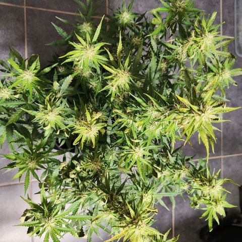 Royal Amnesia haze auto growlog timeline photo