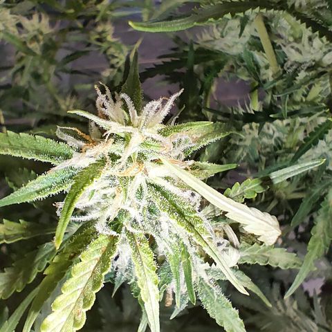 Royal Amnesia haze auto growlog timeline photo