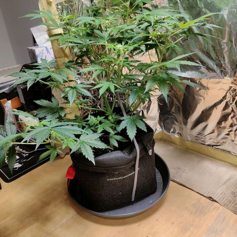 Purple Queen Automatic growlog timeline photo