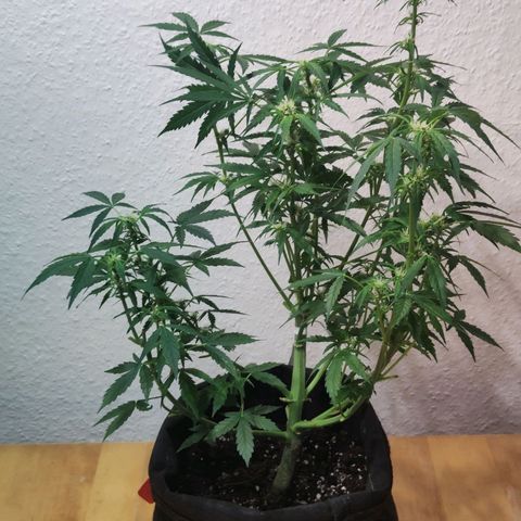 Purple Queen Automatic growlog timeline photo