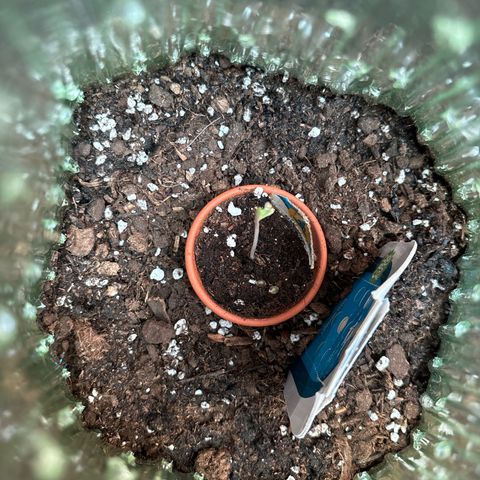Stress Killer Automatic growlog timeline photo