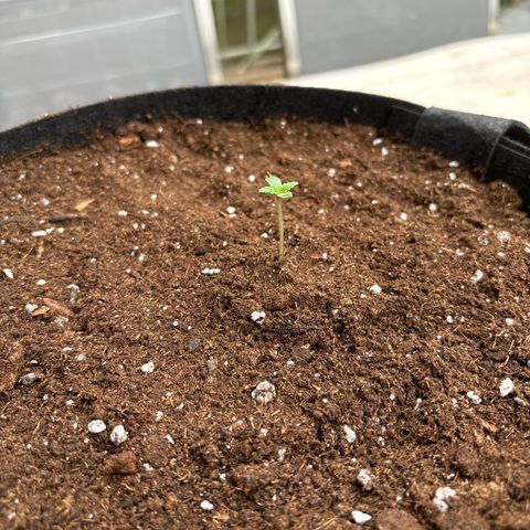 Stress Killer Automatic growlog timeline photo