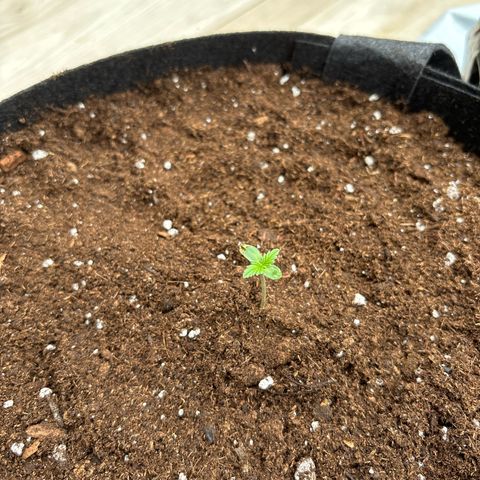 Stress Killer Automatic growlog timeline photo