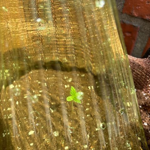 Stress Killer Automatic growlog timeline photo
