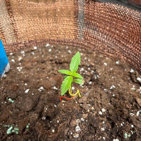 Stress Killer Automatic growlog timeline photo