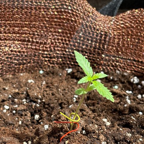 Stress Killer Automatic growlog timeline photo