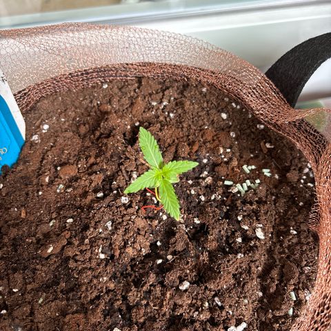 Stress Killer Automatic growlog timeline photo