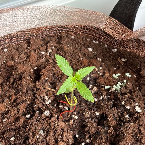 Stress Killer Automatic growlog timeline photo
