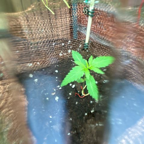 Stress Killer Automatic growlog timeline photo