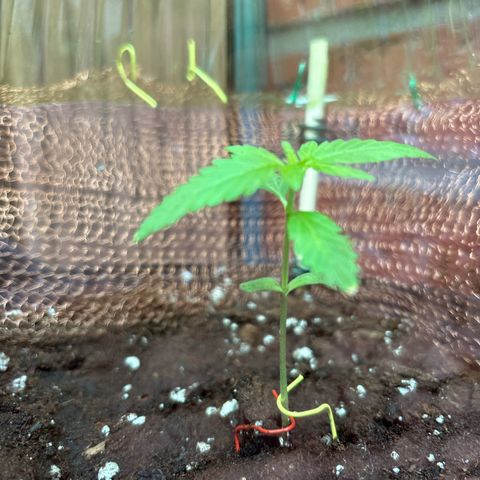 Stress Killer Automatic growlog timeline photo