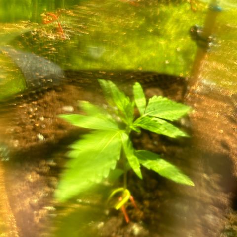 Stress Killer Automatic growlog timeline photo