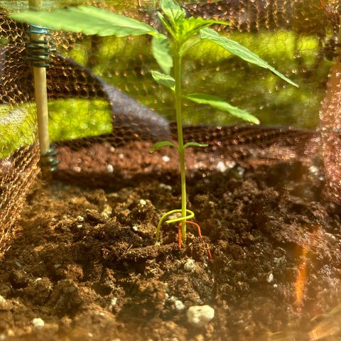 Stress Killer Automatic growlog timeline photo